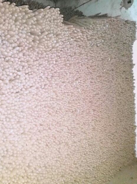 小白嘴白山药河北衡水安平县_批发_供应-一亩