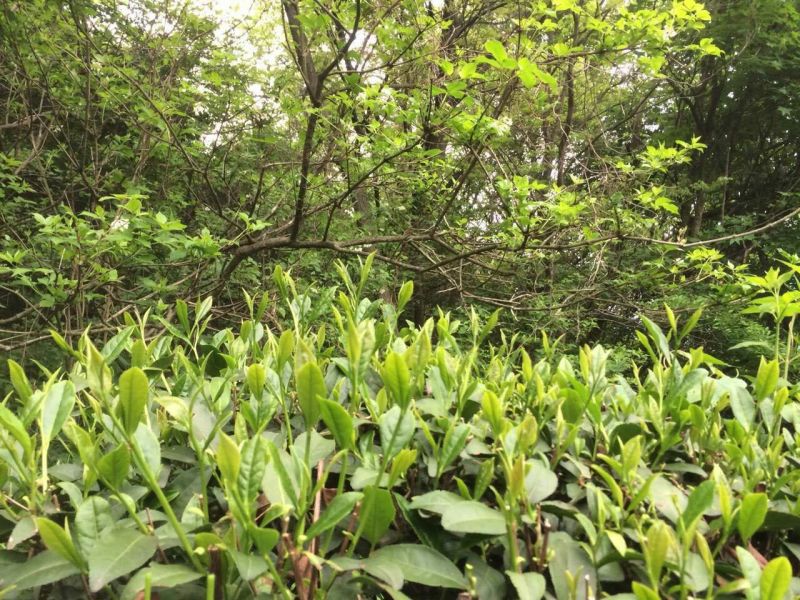 茶叶特级