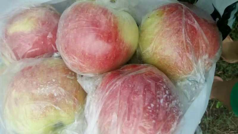红露苹果膜袋