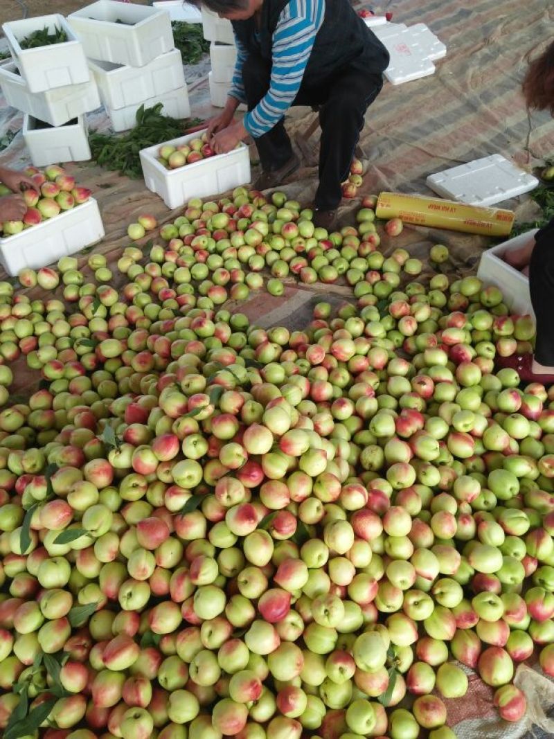 中油5号油桃3两以上大棚油桃精品