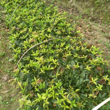 桂花树1米以下2cm以下0.5~1米