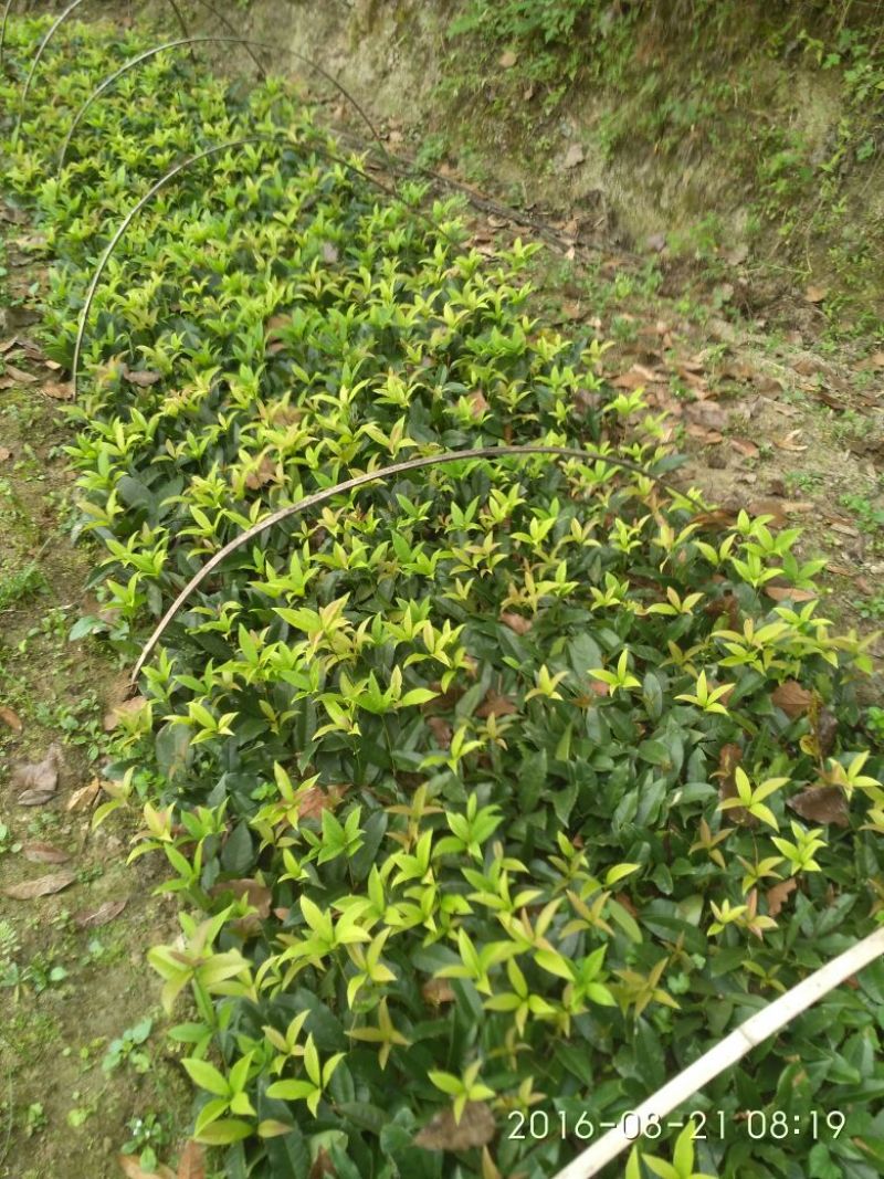 桂花树1米以下2cm以下0.5~1米