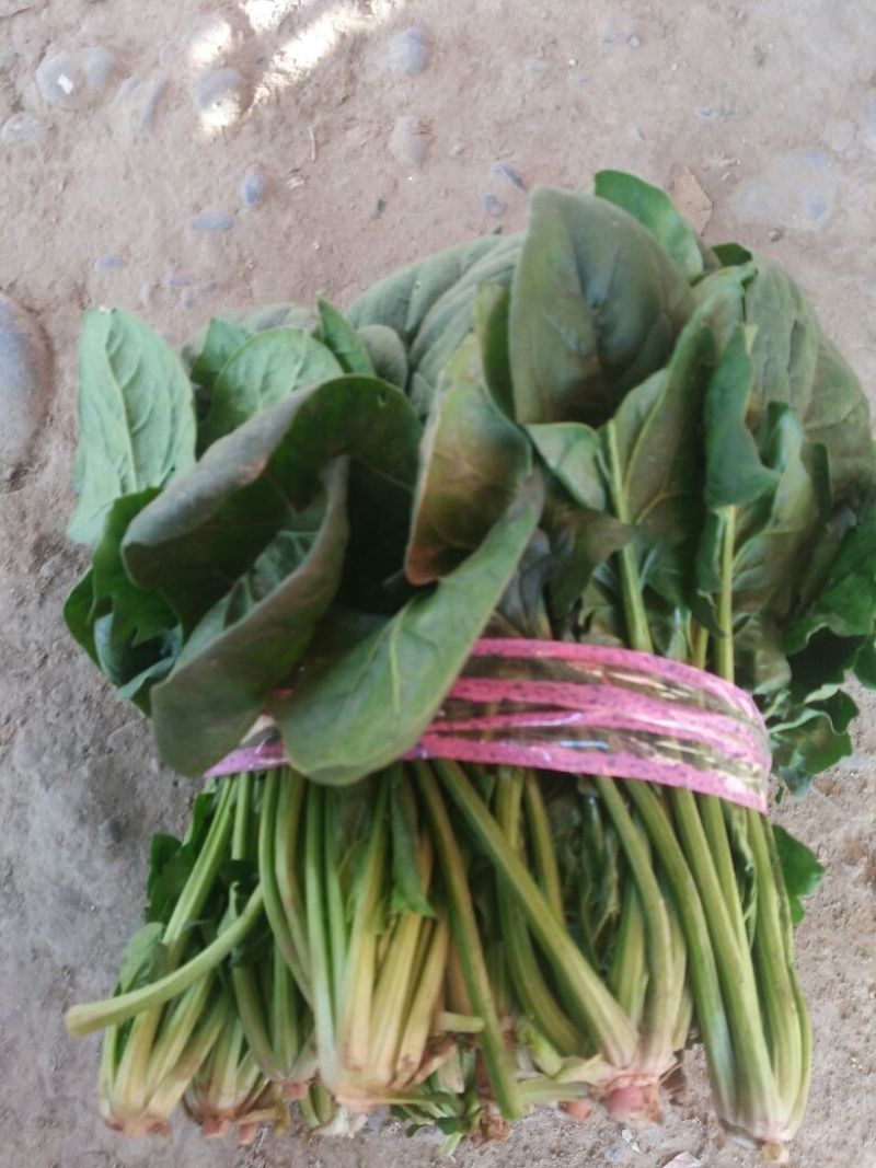大叶菠菜25~30厘米
