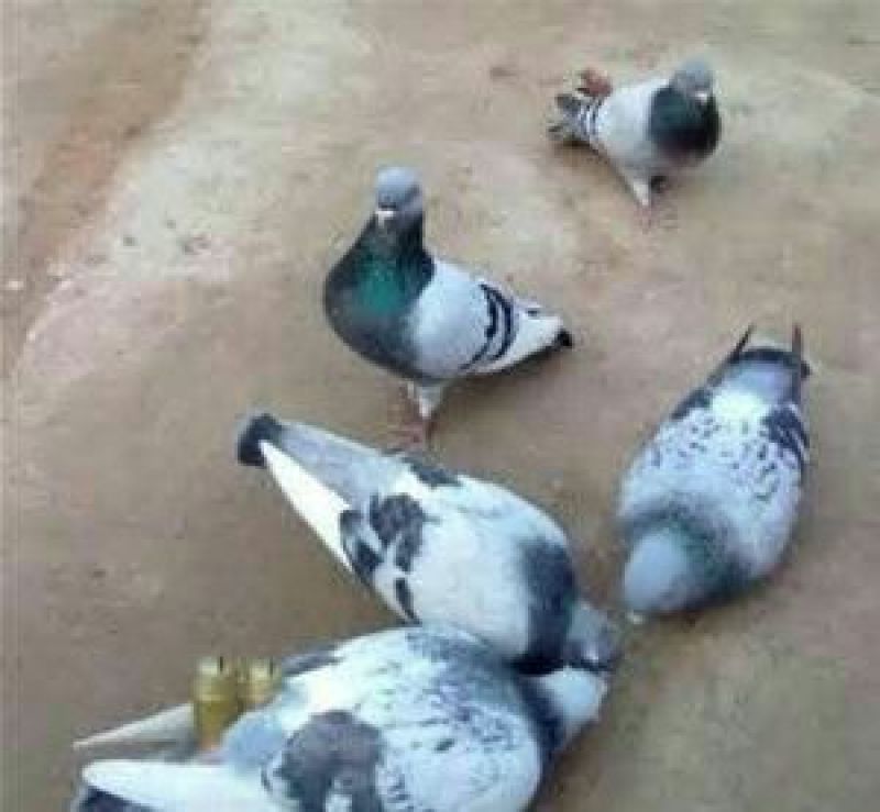 瓦灰鸽公