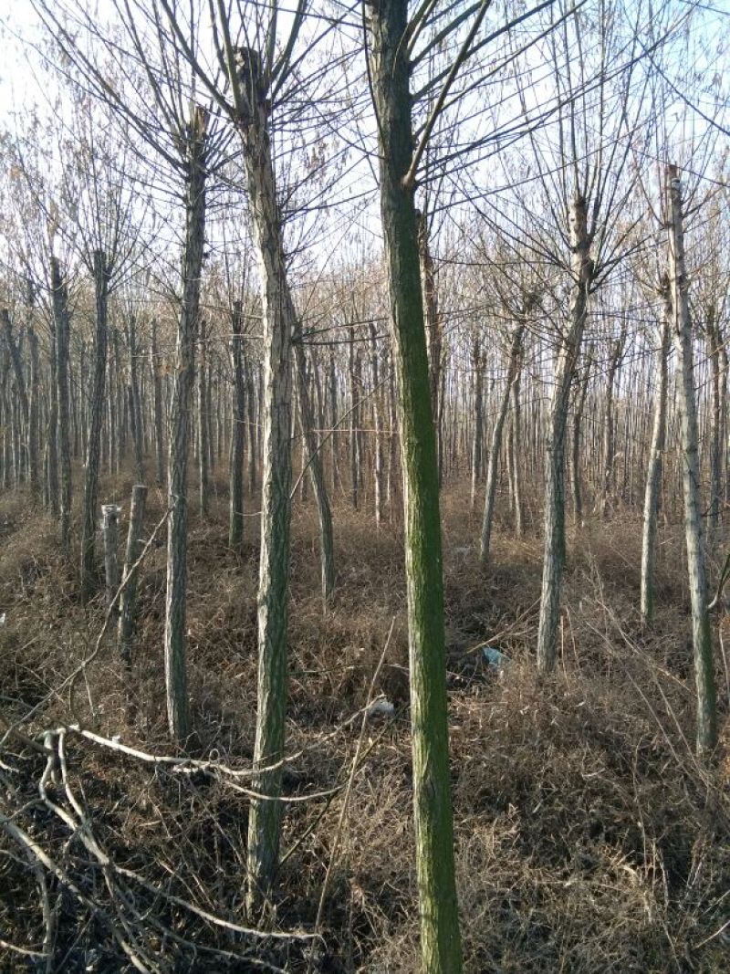 栾树4~6cm4~6cm3~3.5米