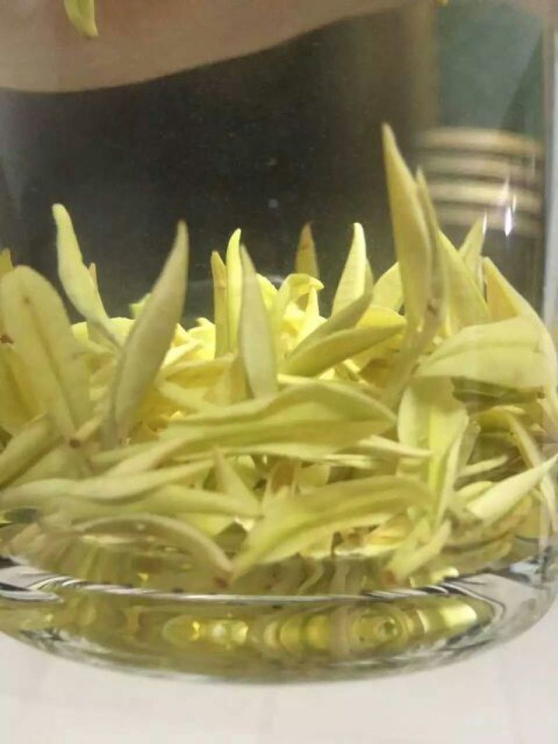 本山茶一级