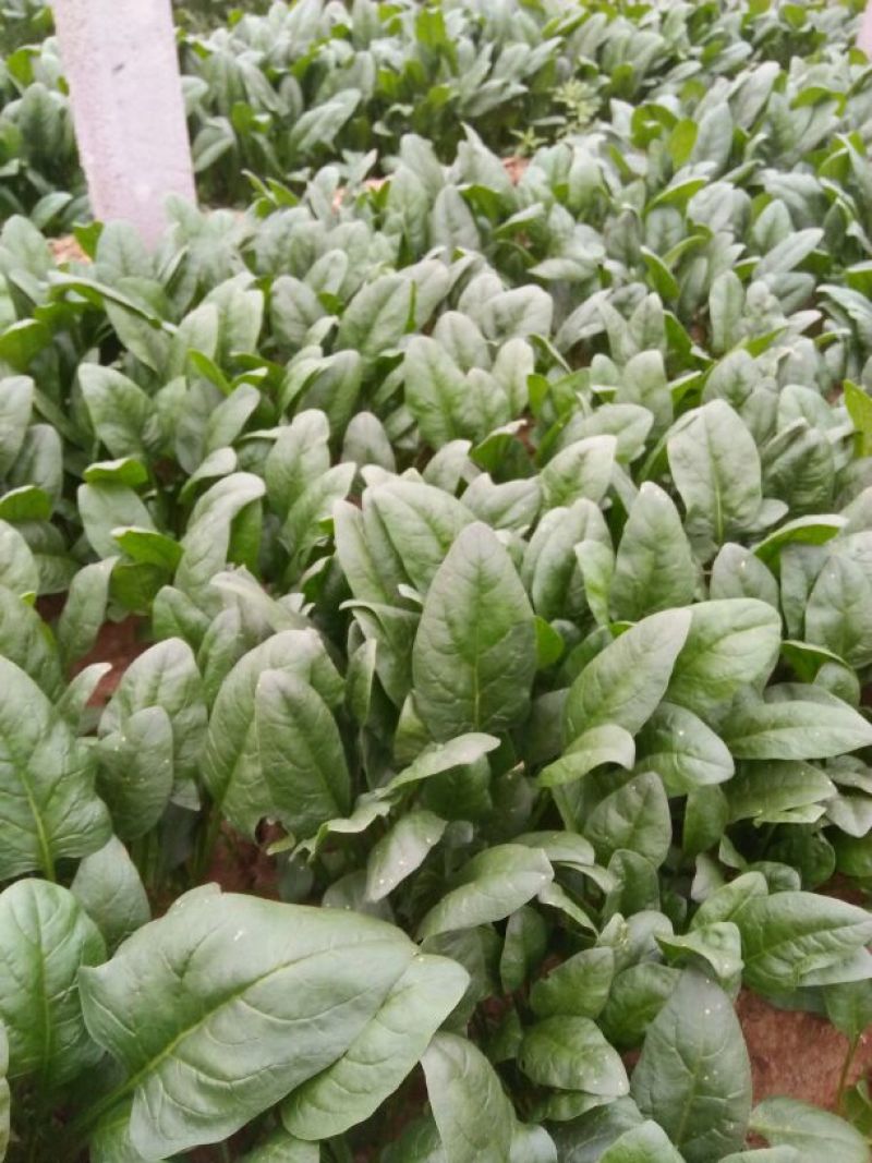 越冬菠菜15~20厘米