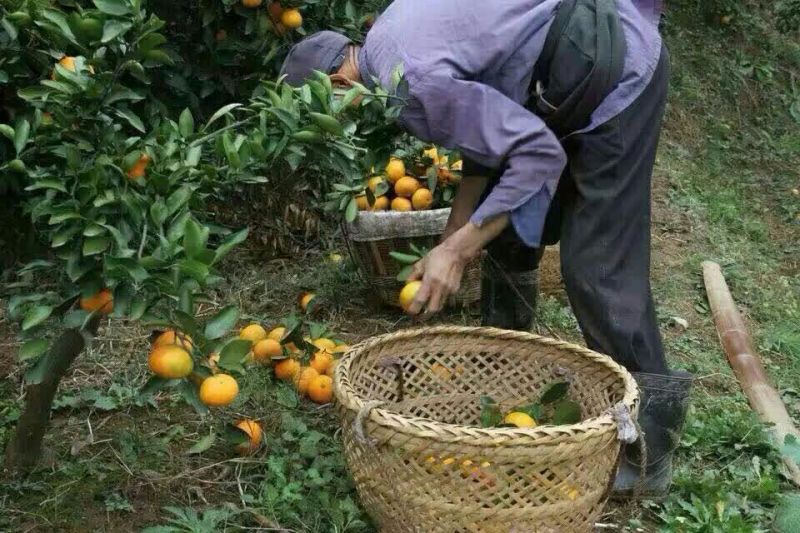 精品夏橙橙子柑橘湖北三峡脐橙之乡一年四季脐橙供应