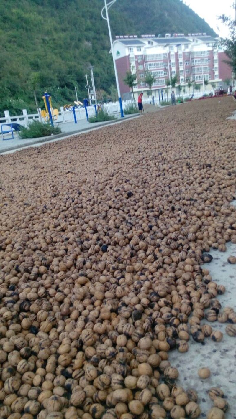 薄皮核桃30mm以上去皮