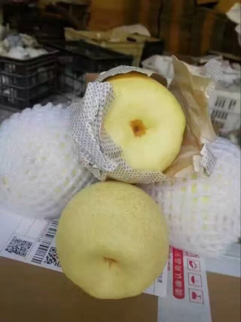 贡梨