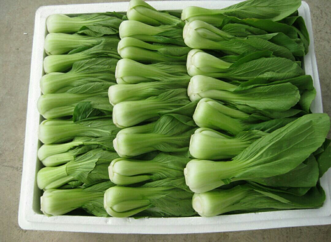 上海青小白菜山东聊城东昌府区_批发_供应-一