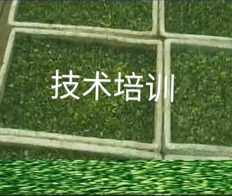 黑豆芽技术培训，本人有着十几年的过硬技术