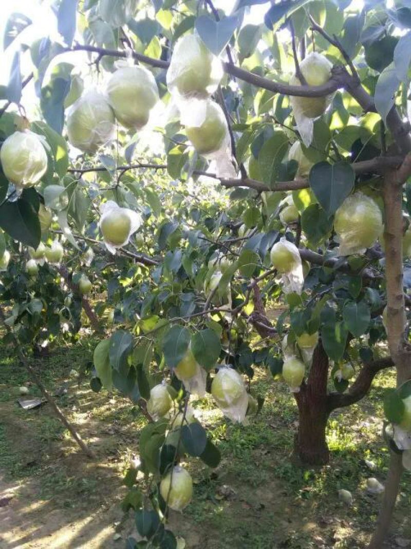 雪花梨光果