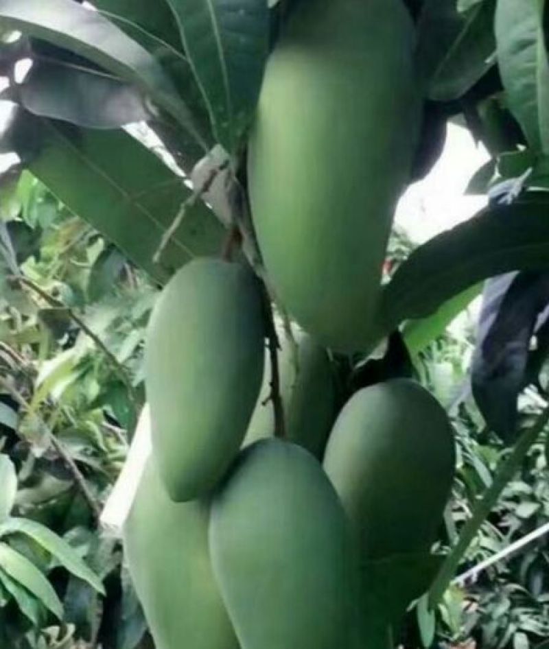 精品大青芒10量以上！口感香甜无酸！果肉细腻，粗纤维少