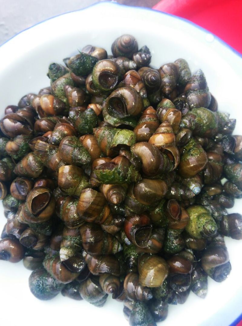 青鱼食用活鱼