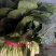 越冬菠菜
