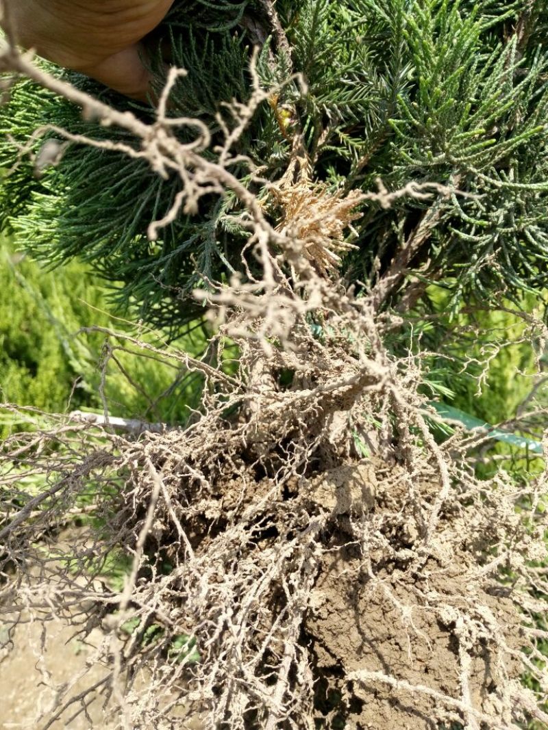 出售小龙柏高度30公分以上