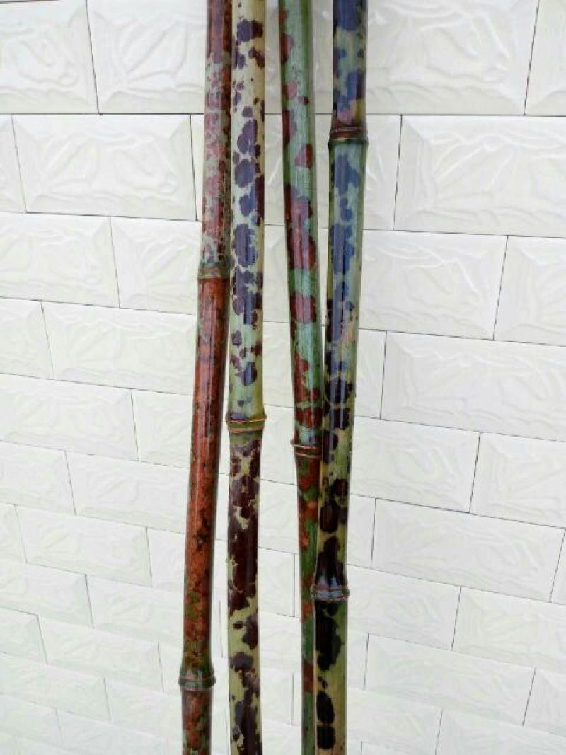 斑竹2~3m