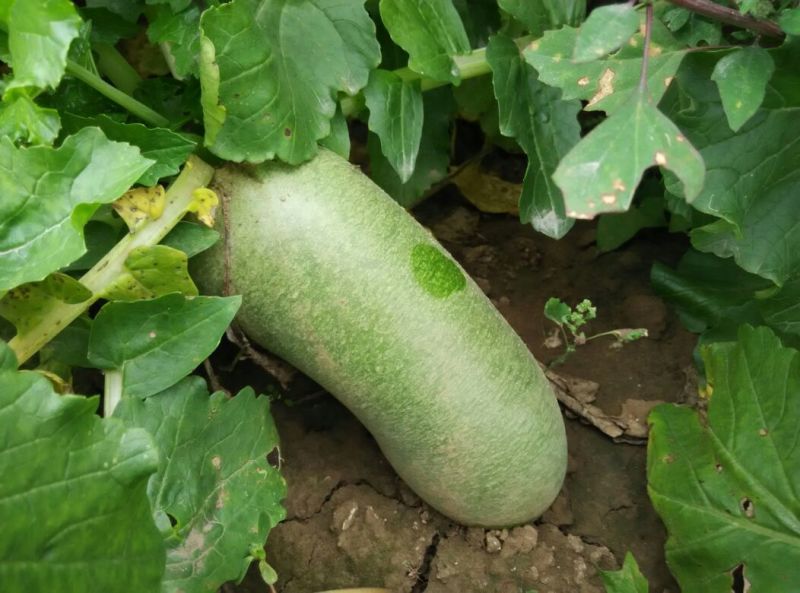 水果萝卜