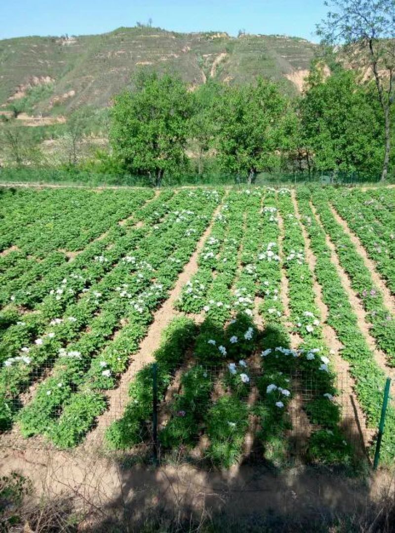 蜂蜜纯正槐花蜜，新货上市