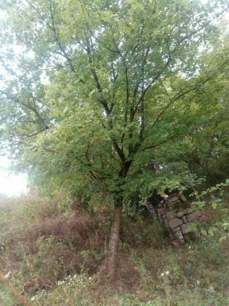 五角枫261~300cm