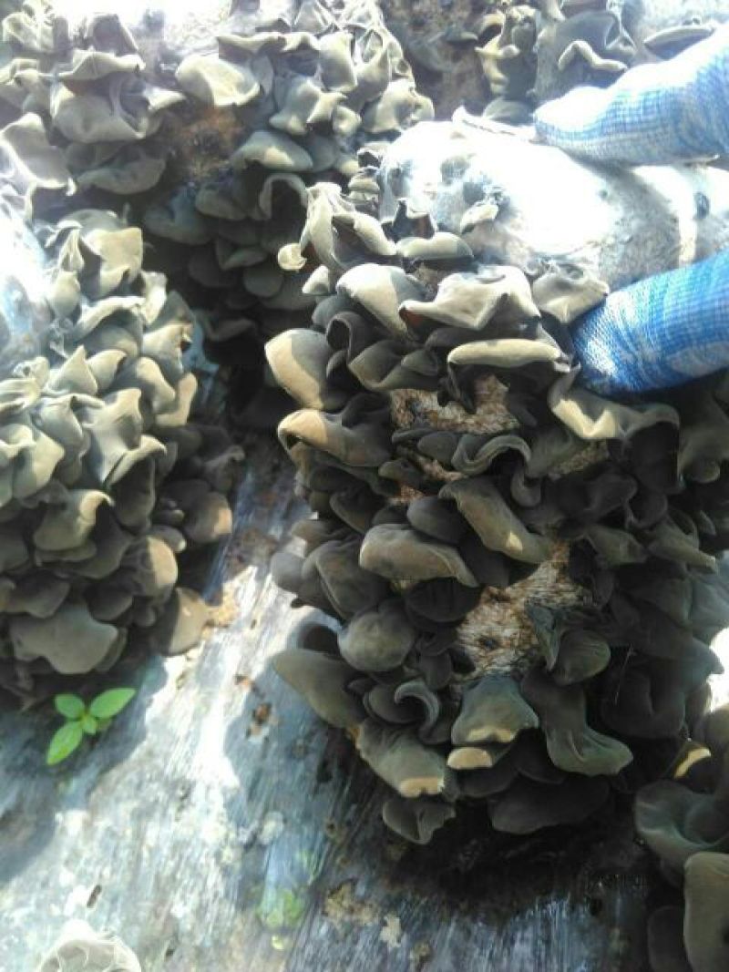 黑木耳一级