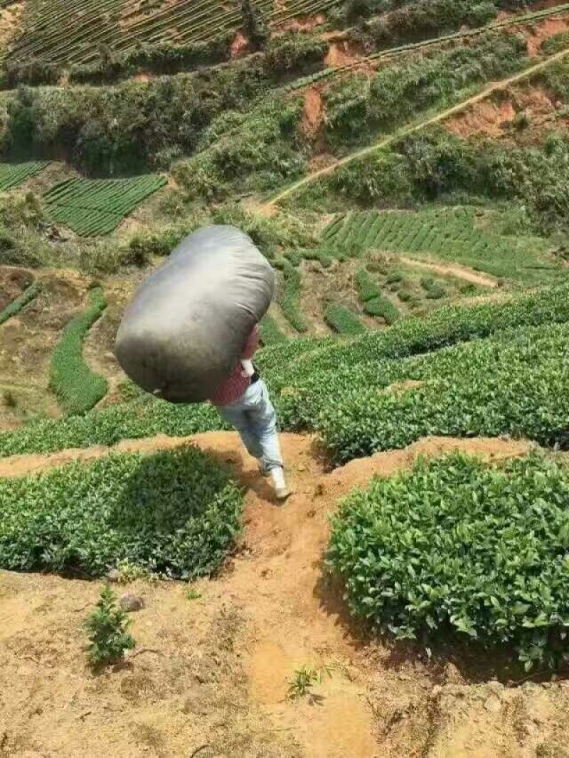 观音茶特级