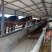 肉马100~200kg