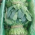 越冬菠菜25~30厘米