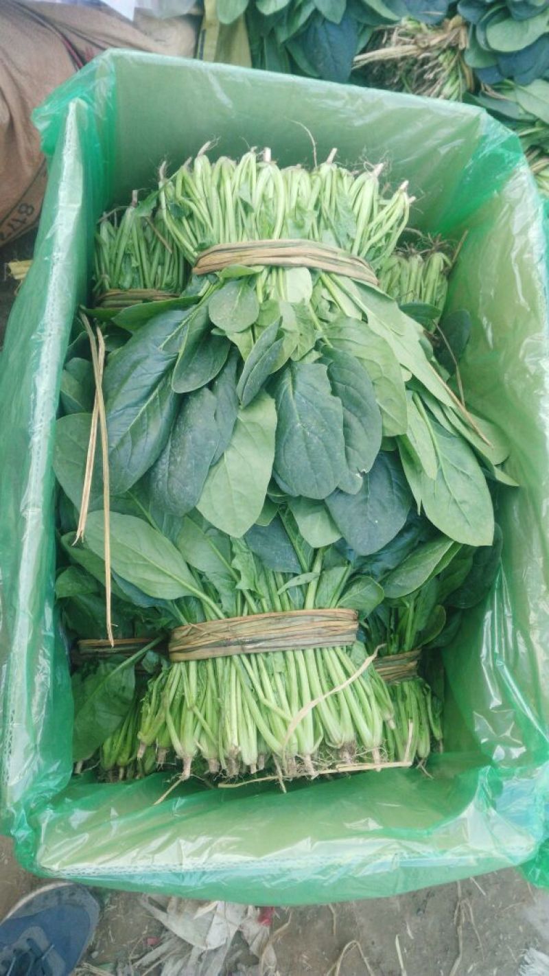 越冬菠菜25~30厘米