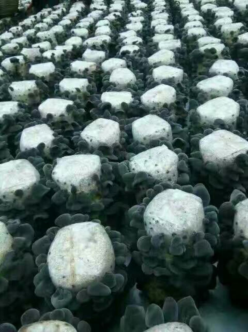 秋耳特级