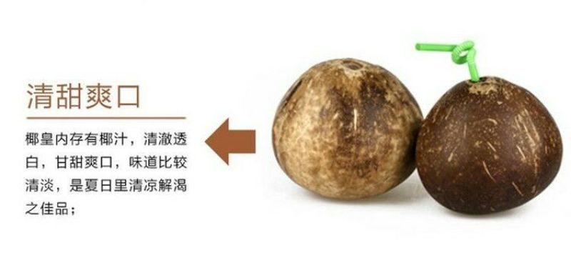 高种椰子2~2.5斤