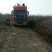 山东烟台新品种桃树苗