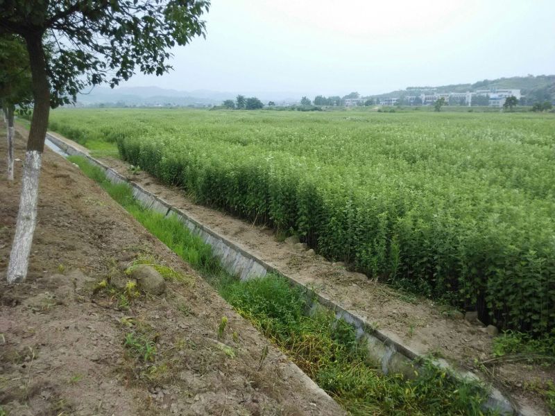 蕲艾大别山李时珍野生艾草艾叶艾灸精油