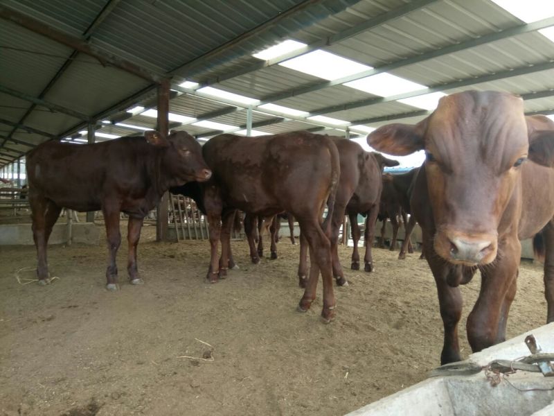 西门塔尔牛犊改良肉牛犊，育肥牛犊100~200kg