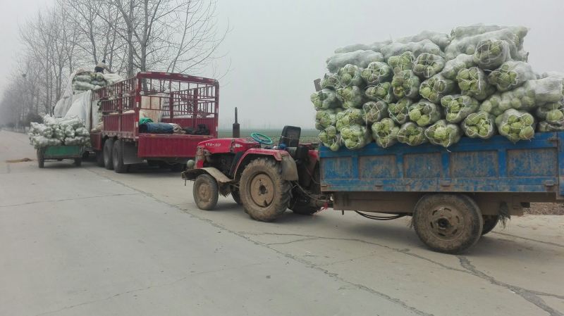 蔬菜甘蓝圆包菜单个1~2公斤大量上市中货源充足