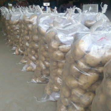 荷兰十五土豆2两以上