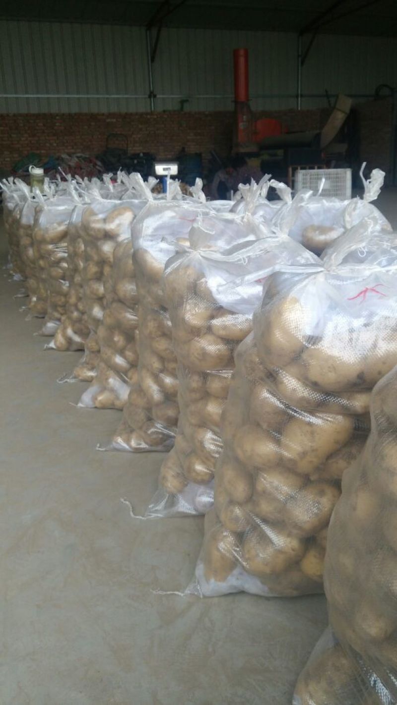 荷兰十五土豆2两以上