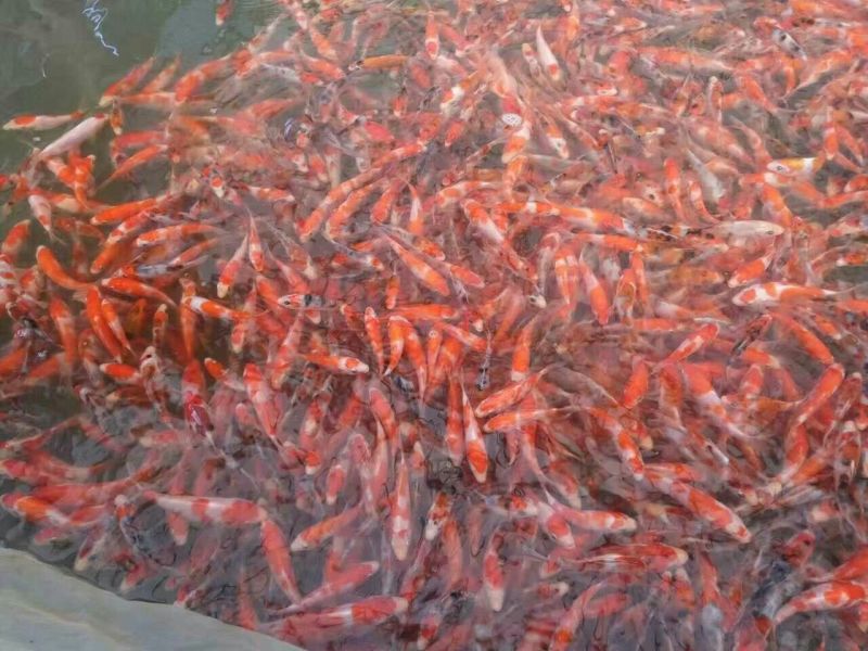 锦鲤鱼苗0.5公斤以下