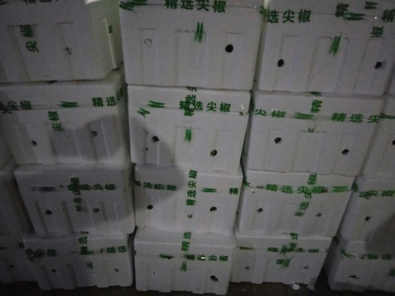 尖椒20厘米青微辣，产地一手货源大量供应电联优惠