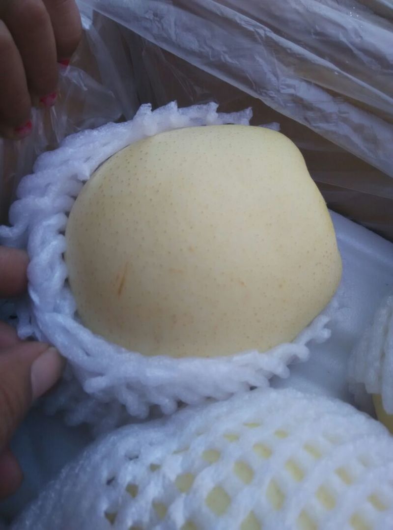 皇冠梨300~350g纸箱