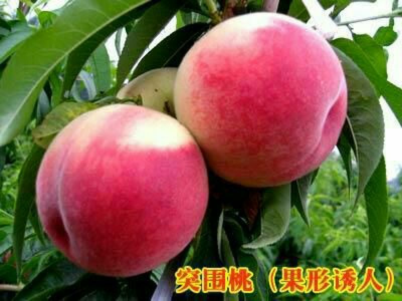 桃树苗80cm以上