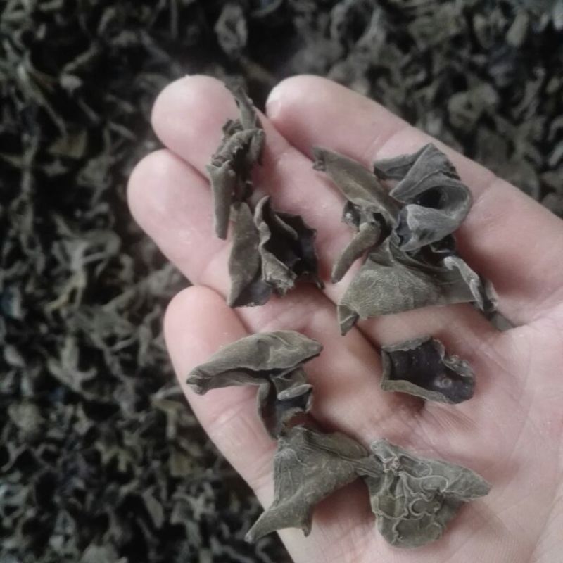 黑木耳特级