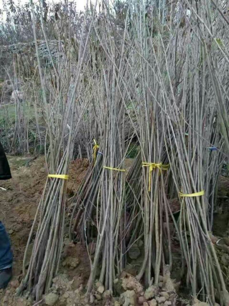 樱桃树苗2年10cm以下