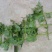 商薯19红薯苗15~25cm