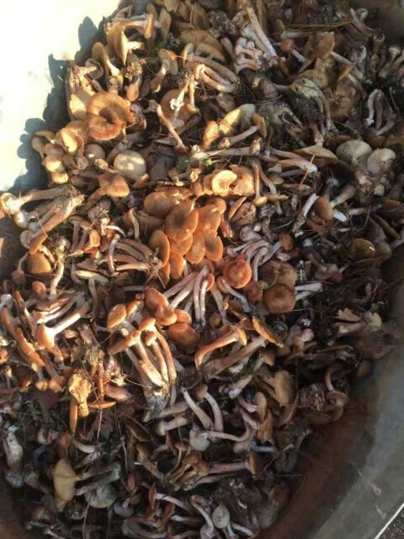 树秋菌特级