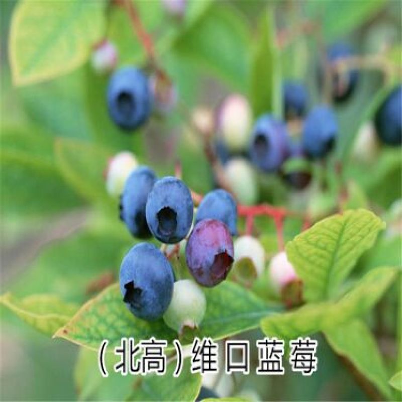 蓝莓苗1~2年80~100cm