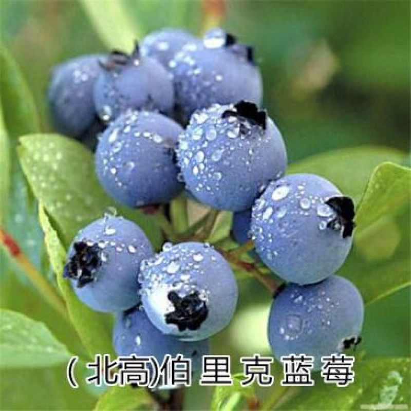 蓝莓苗1~2年80~100cm