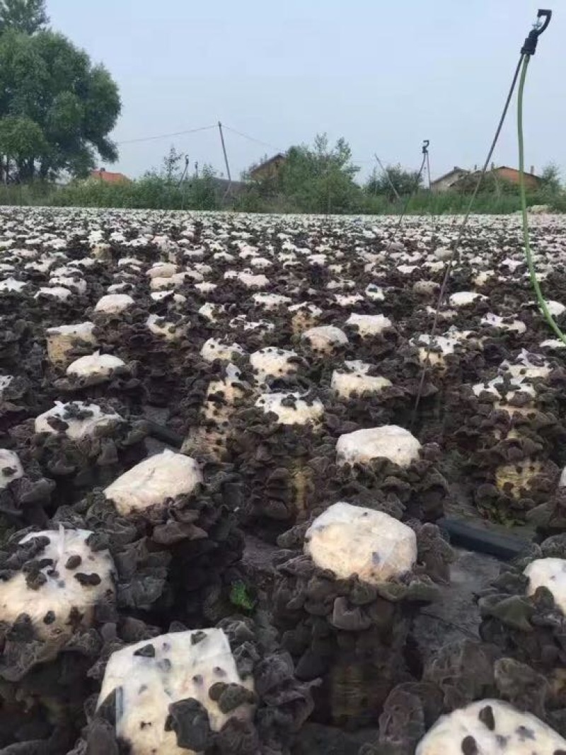黑木耳