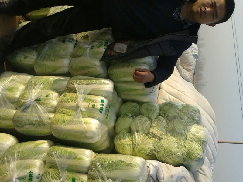 山东精品黄心白菜产地直销大量供应北京新三号大白菜4~6斤
